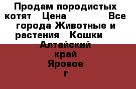 Продам породистых котят › Цена ­ 15 000 - Все города Животные и растения » Кошки   . Алтайский край,Яровое г.